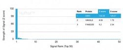 Drebrin 1, Mouse anti-Human, Clone: DBN1/2879, Novus Biologicals 100 ug;